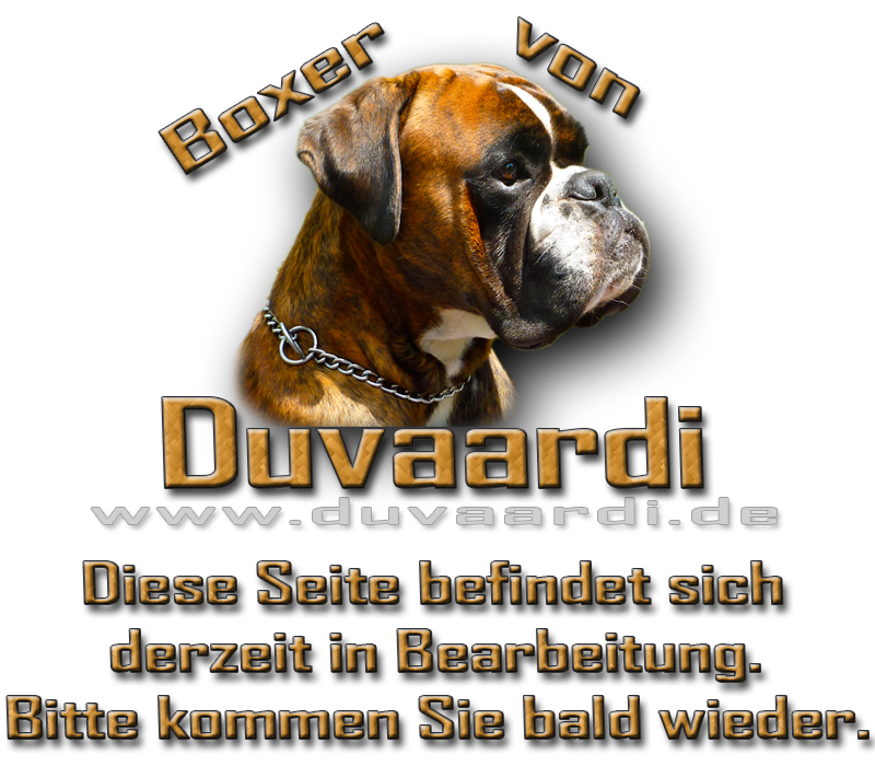 Boxer von Duvaardi